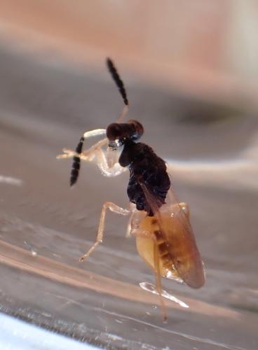 Eulophus sp.